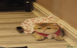 Scottish Fold cats for sale: Chunky fold girl - Image 5