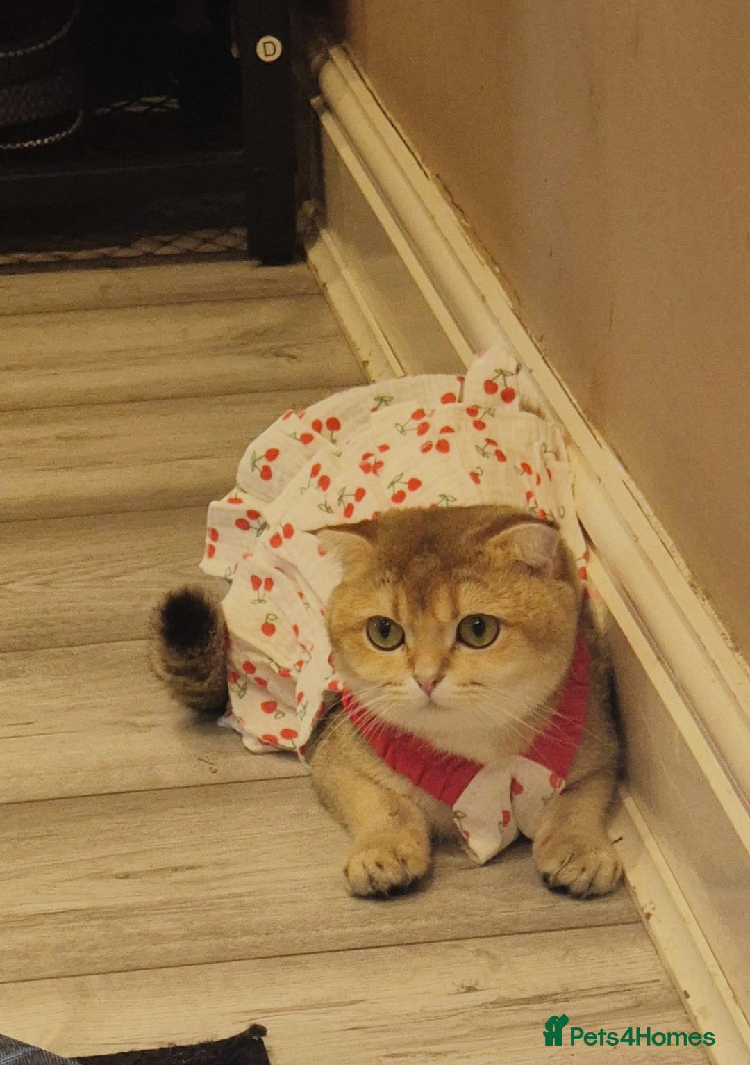 Scottish Fold cats for sale: Chunky fold girl - Image 5