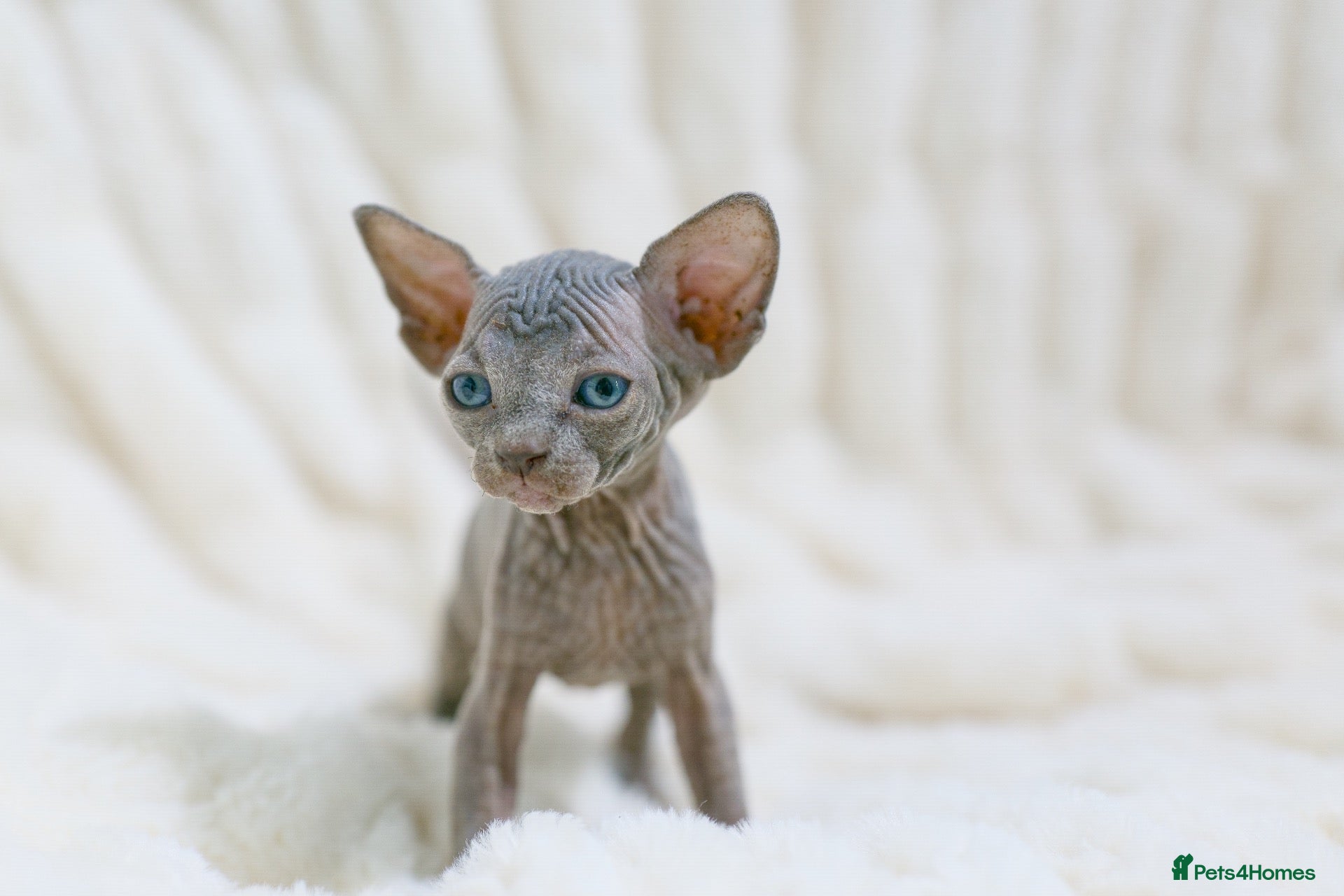 Sphynx cats Lovely Sphynx Kittens available - Advert 2