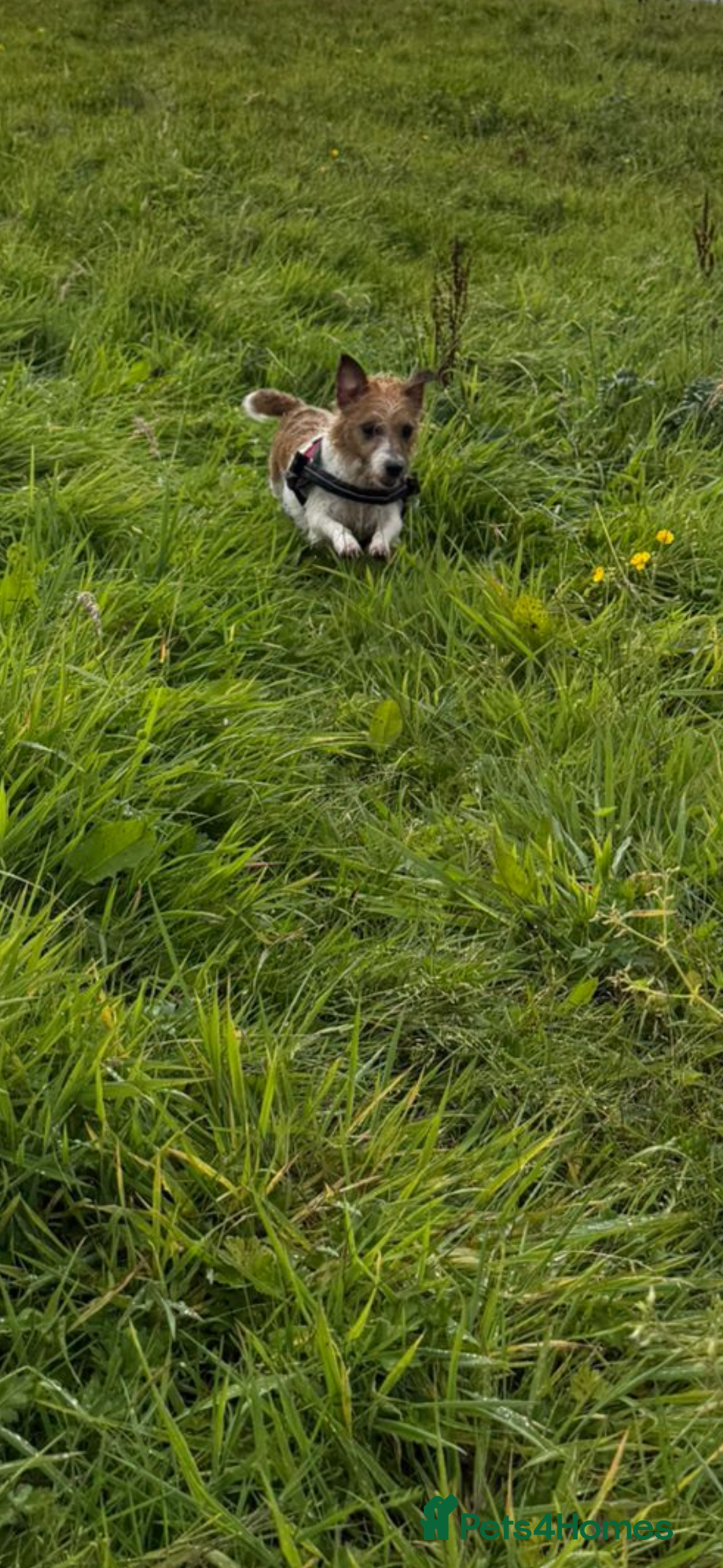 Jack Russell dogs for sale: Purê bred min ature Jack russell puppies - Image 3