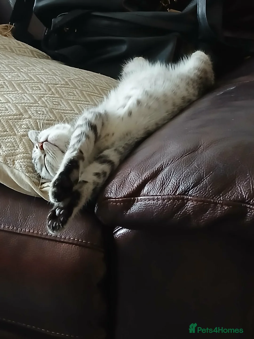 Mixed Breed cats for sale: Kitten For Sale - Advert 4