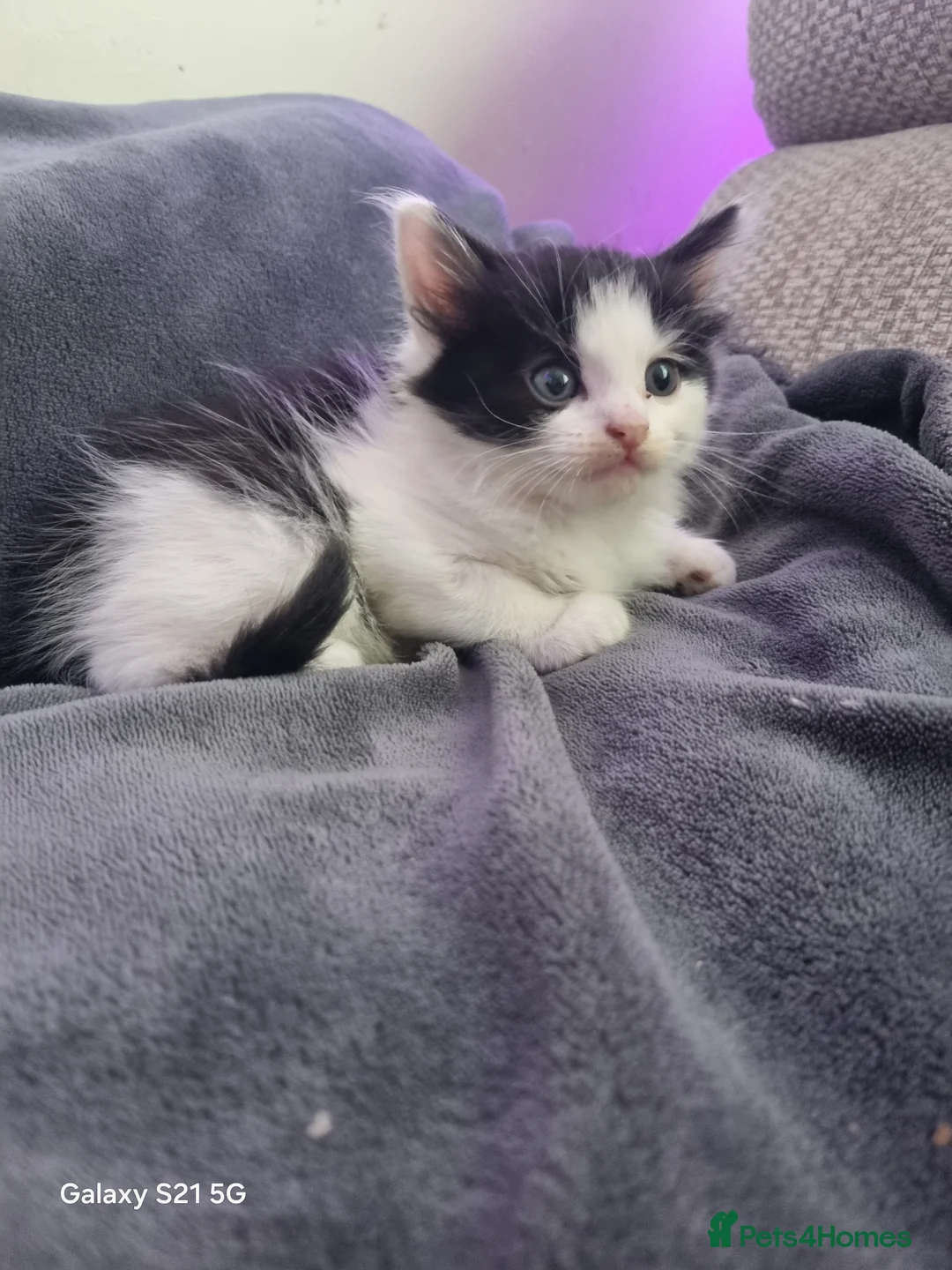 Mixed Breed cats for sale: long-haired kittens looking for a loving home - Advert 2