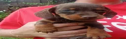 Miniature Dachshund dogs for sale: True Miniature dachshund last boy last girl  - Advert 2