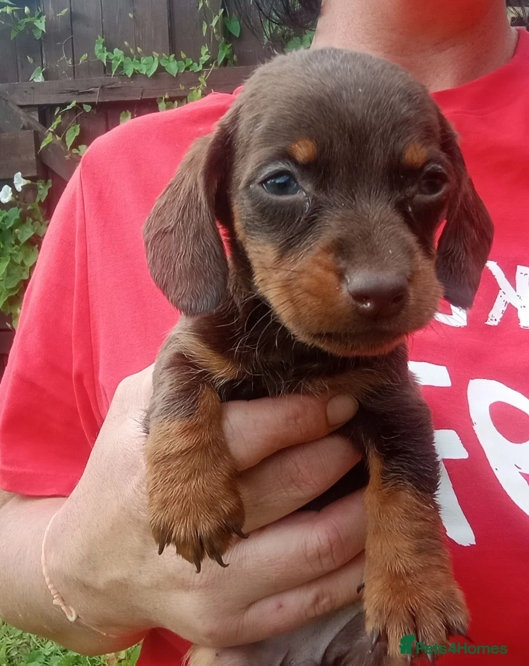 Miniature Dachshund dogs for sale: True Miniature dachshund last boy last girl  - Advert 2