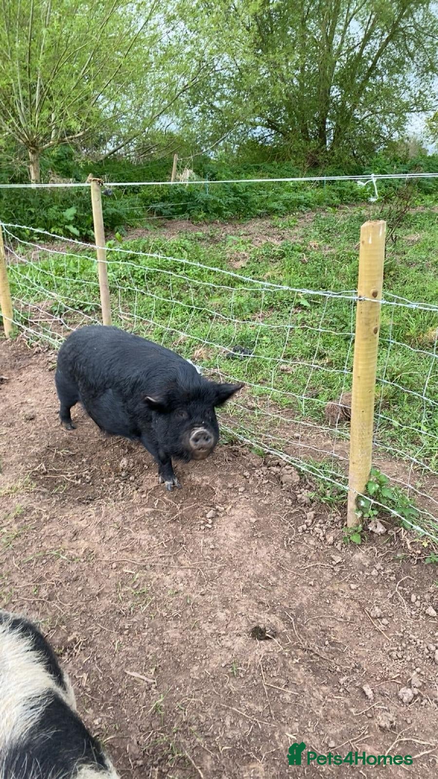 Pig livestock Family of 4 Pure bred Kunekune Pigs - Advert 2