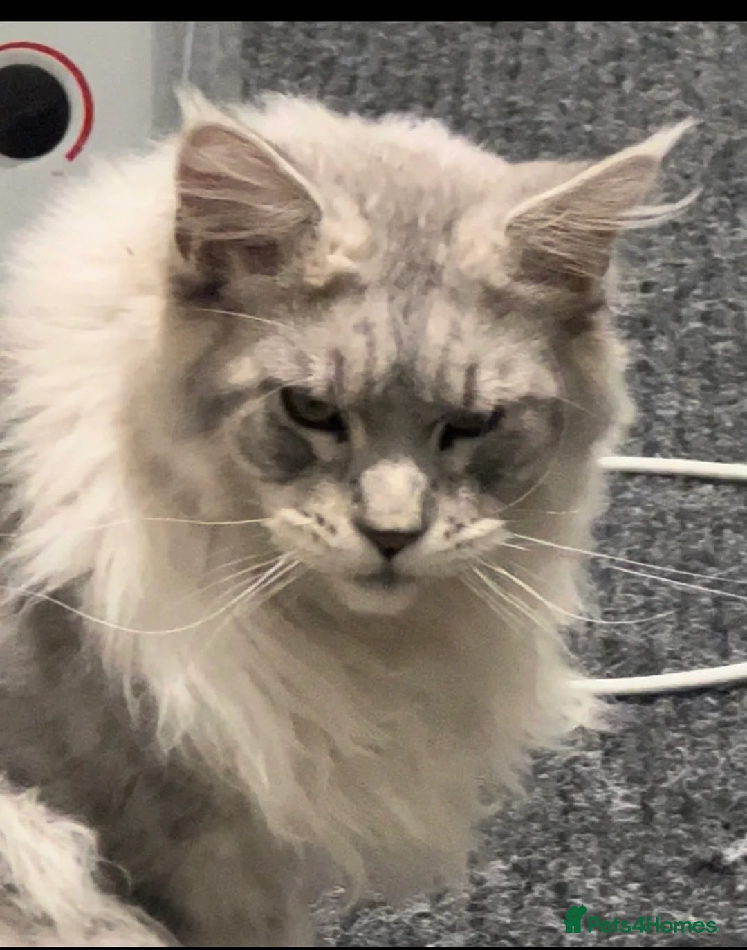 Maine Coon cats for stud: TICA High silver Maine coon stud in Brighouse - Advert 5