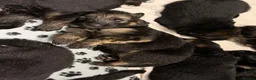 German Shepherd dogs for sale: 🐾 STUNNING GERMAN SHEPHERD PUPPIES FOR SALE** 🐾 - Advert 16