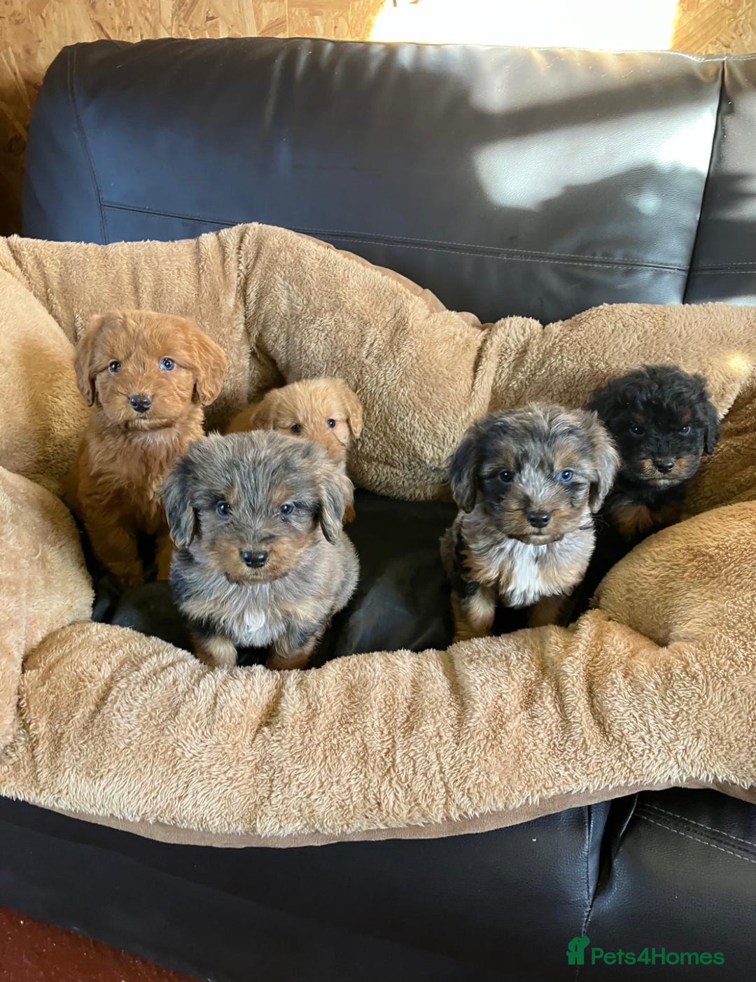 Cockapoo dogs for sale: Cockapoos  - Advert 4