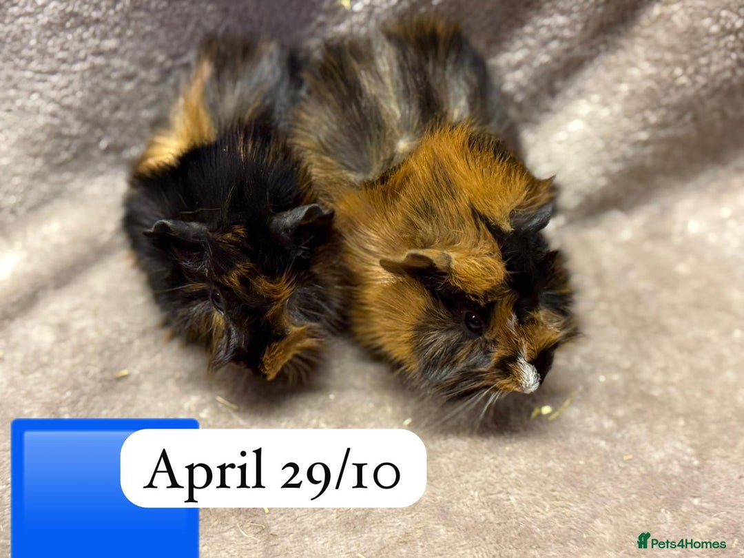 Guinea Pig rodents for sale: Gorgeous baby male guinea pigs ready soon - Advert 6