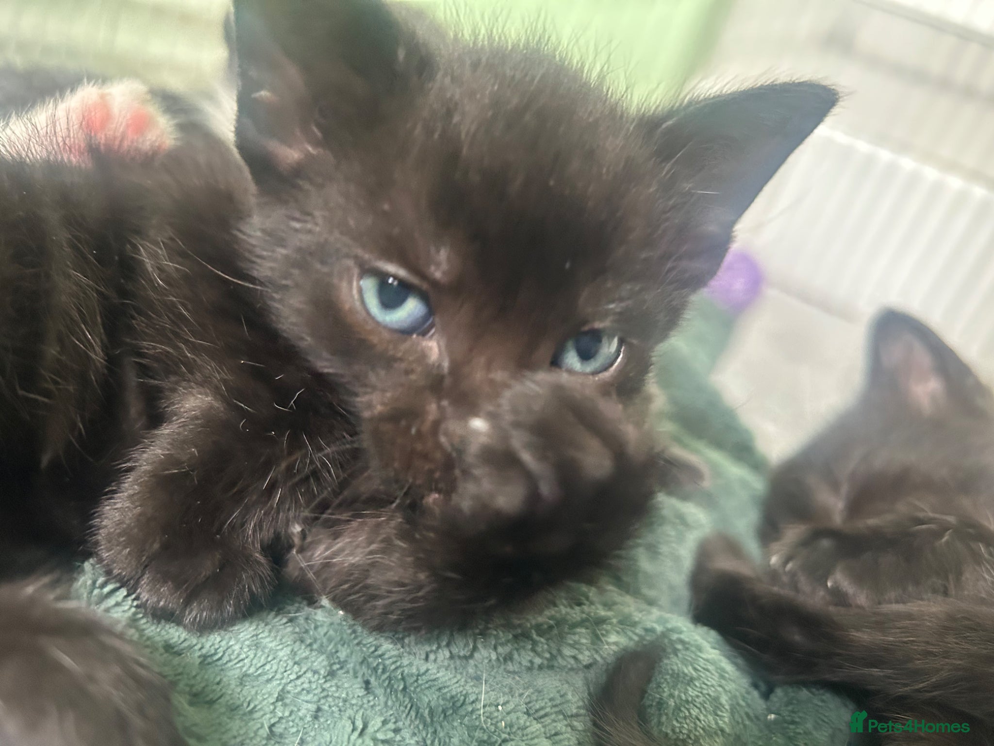 Mixed Breed cats for sale: Beautiful Russian Blue Cross/Snowshoe-Type Kittens - Advert 1