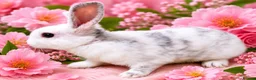 Mini Lop rabbits for sale: Mini lop plush x mini rex. 3 doe kits - Advert 3