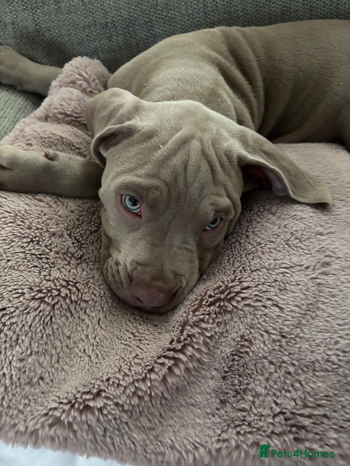 Mixed Breed dogs American Bully Staffy - Advert 1