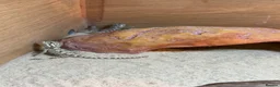 Dragon reptiles for sale: Baby Rankin dragons for sale - Advert 4