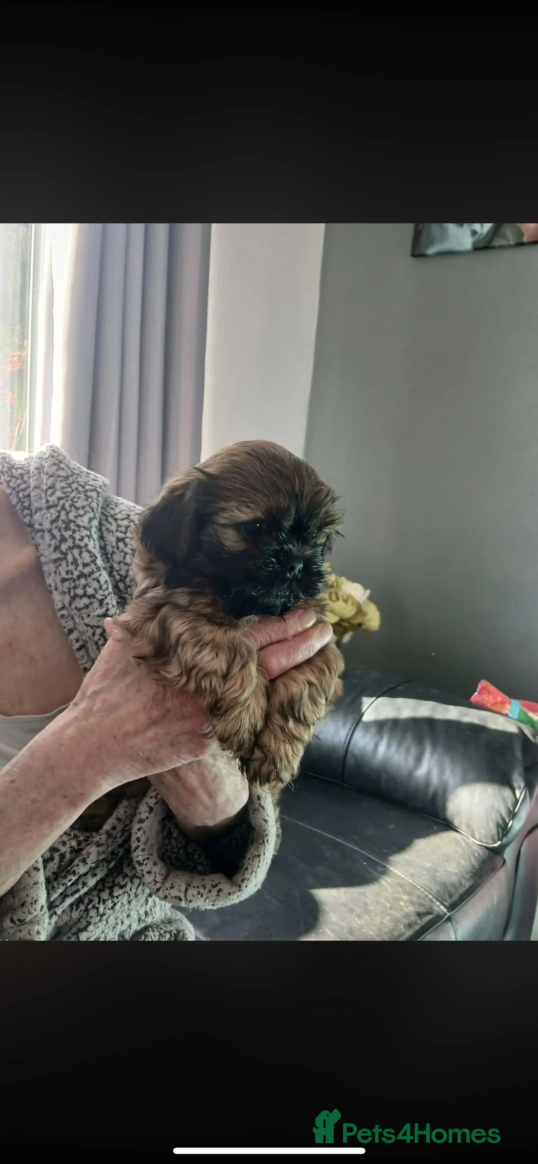 Shih Tzu dogs for sale: Shih tzu puppy's 1 girl 2 boys in Prudhoe - Advert 1