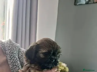 Shih Tzu dogs Shih tzu puppy's 1 girl 2 boys - Advert 1