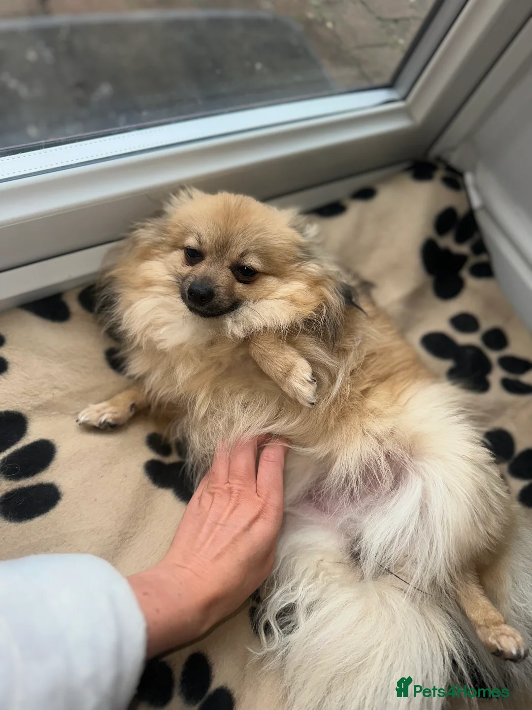 Pomeranian dogs for sale: 3 beautiful teddy Pomeranian puppies  in Doncaster - Advert 2