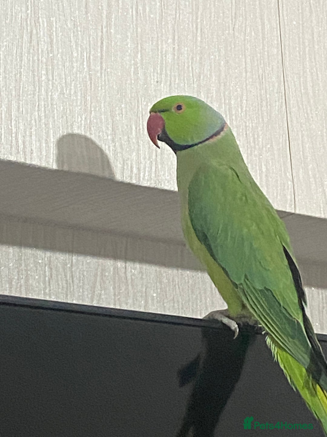 Ringnecks birds for sale: Male Indian ringneck - Advert 1