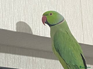 Ringnecks birds Male Indian ringneck - Advert 1