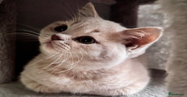 British Longhair cats - Advert 3