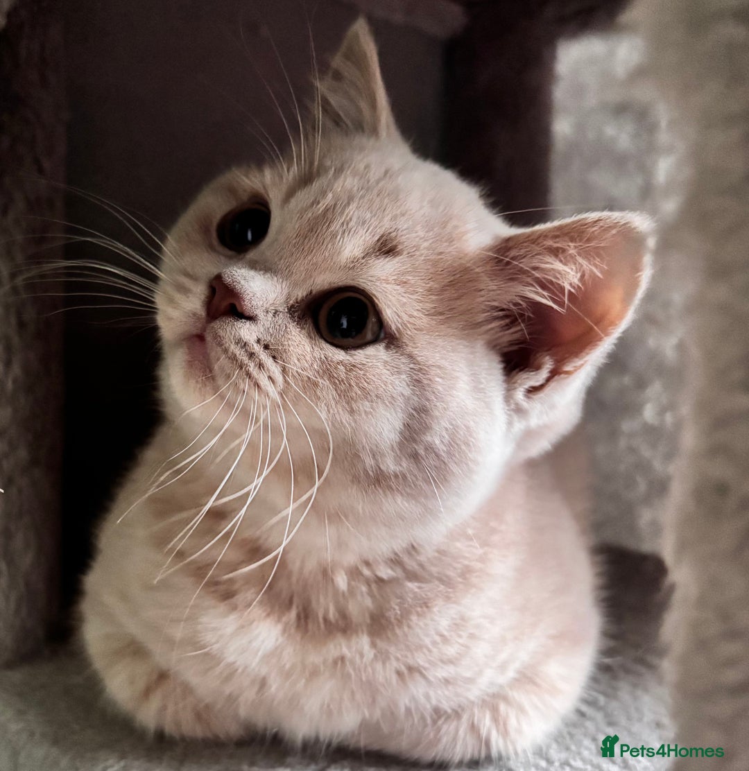 British Longhair cats for sale: **GCCF Registered British Shorthair Kitten** - Image 3