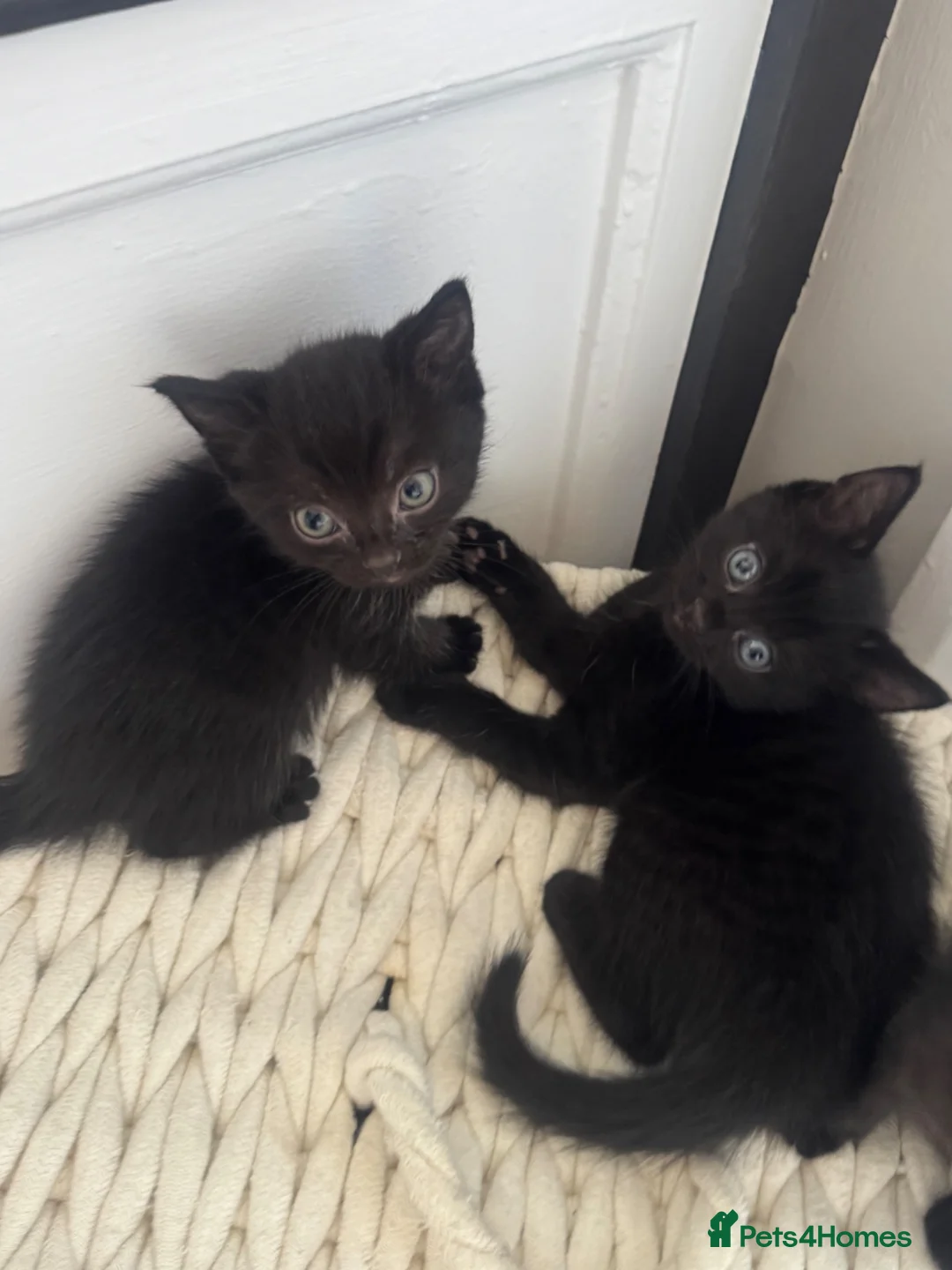 Mixed Breed cats for sale: Tiny boy kitten  in Buckingham - Advert 3