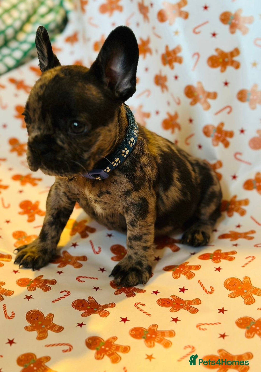 French Bulldog dogs for sale: French Bulldog Puppies - Advert 10