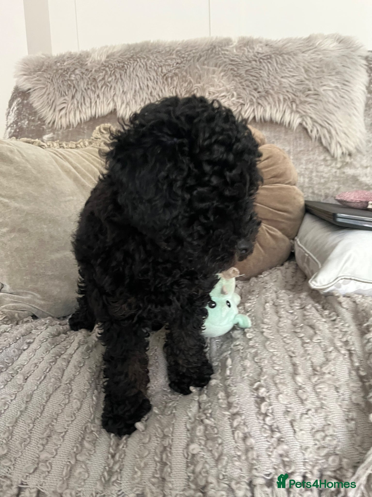 Toy Poodle dogs Beautiful black toy poodle puppy - Advert 2