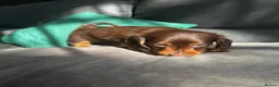 Miniature Dachshund dogs for sale: KC reg Mini long haired dachshunds  in Nottingham - Advert 10