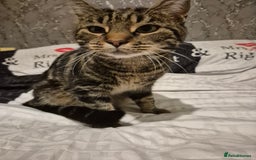 British Shorthair cats for sale: Male cat  - Image 2