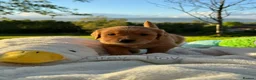 Golden Retriever dogs for sale: MGolden Retriever Puppies – Ready from 12th June - Advert 9