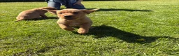 Labrador Retriever dogs for sale: Kc registered health tested Labrador puppy’s  - Advert 14