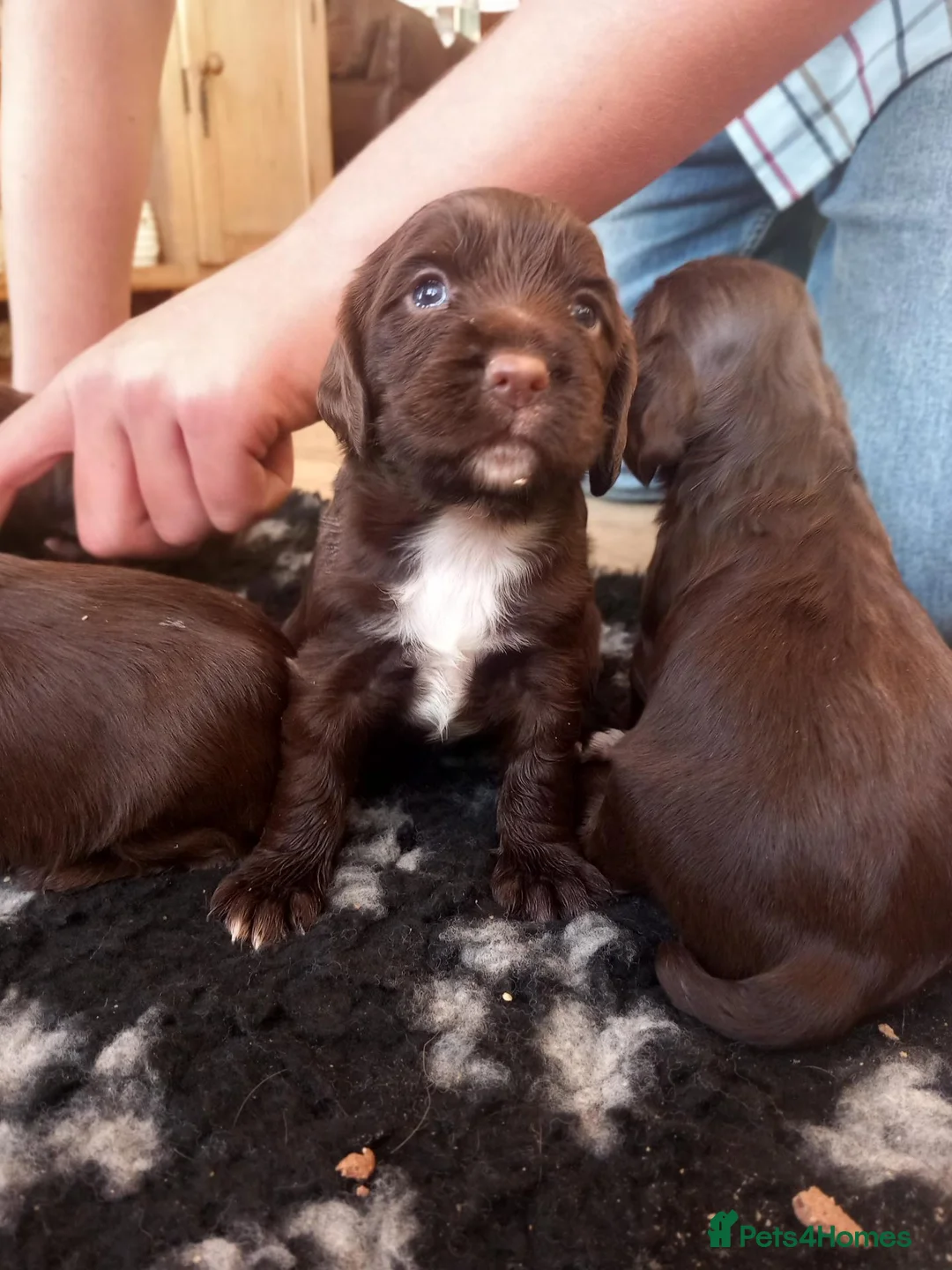 Cocker Spaniel dogs for sale: Working cocker spaniels pups for sale  in Aylesbury - Advert 2