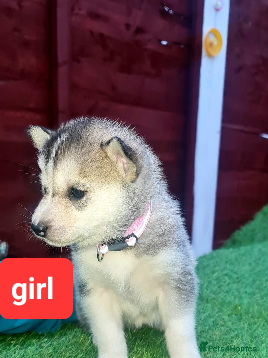 Siberian Husky dogs for sale: 6 siberian husky  - Advert 11