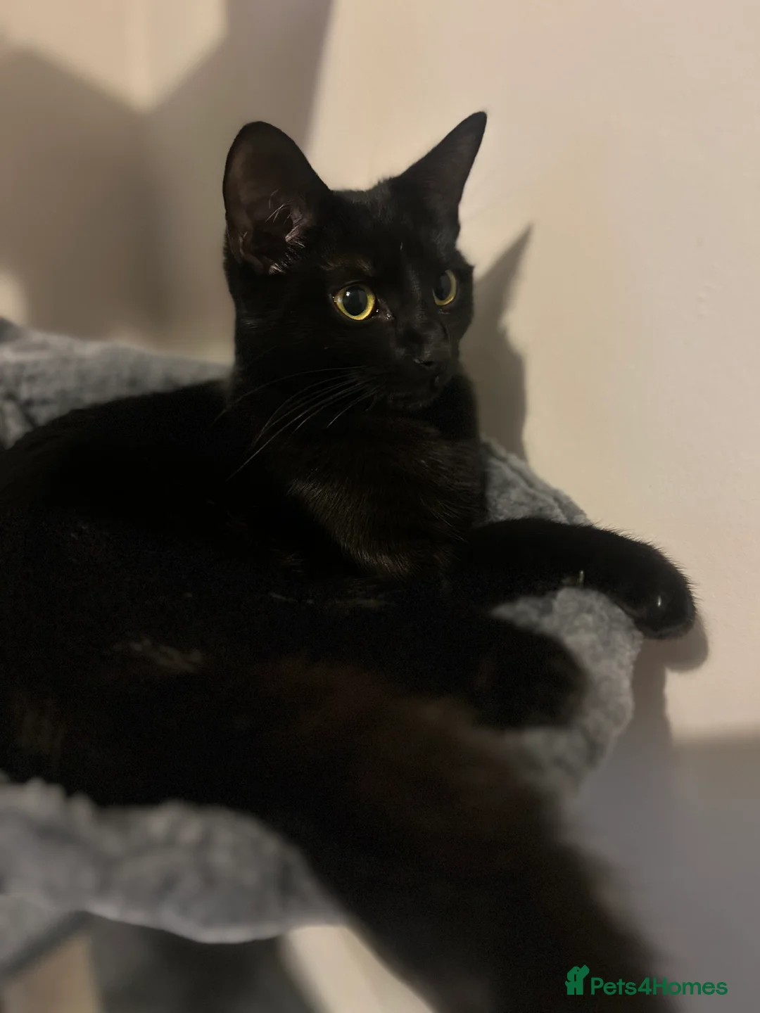 Domestic Shorthair cats for sale: Beautiful Belle  - Advert 2