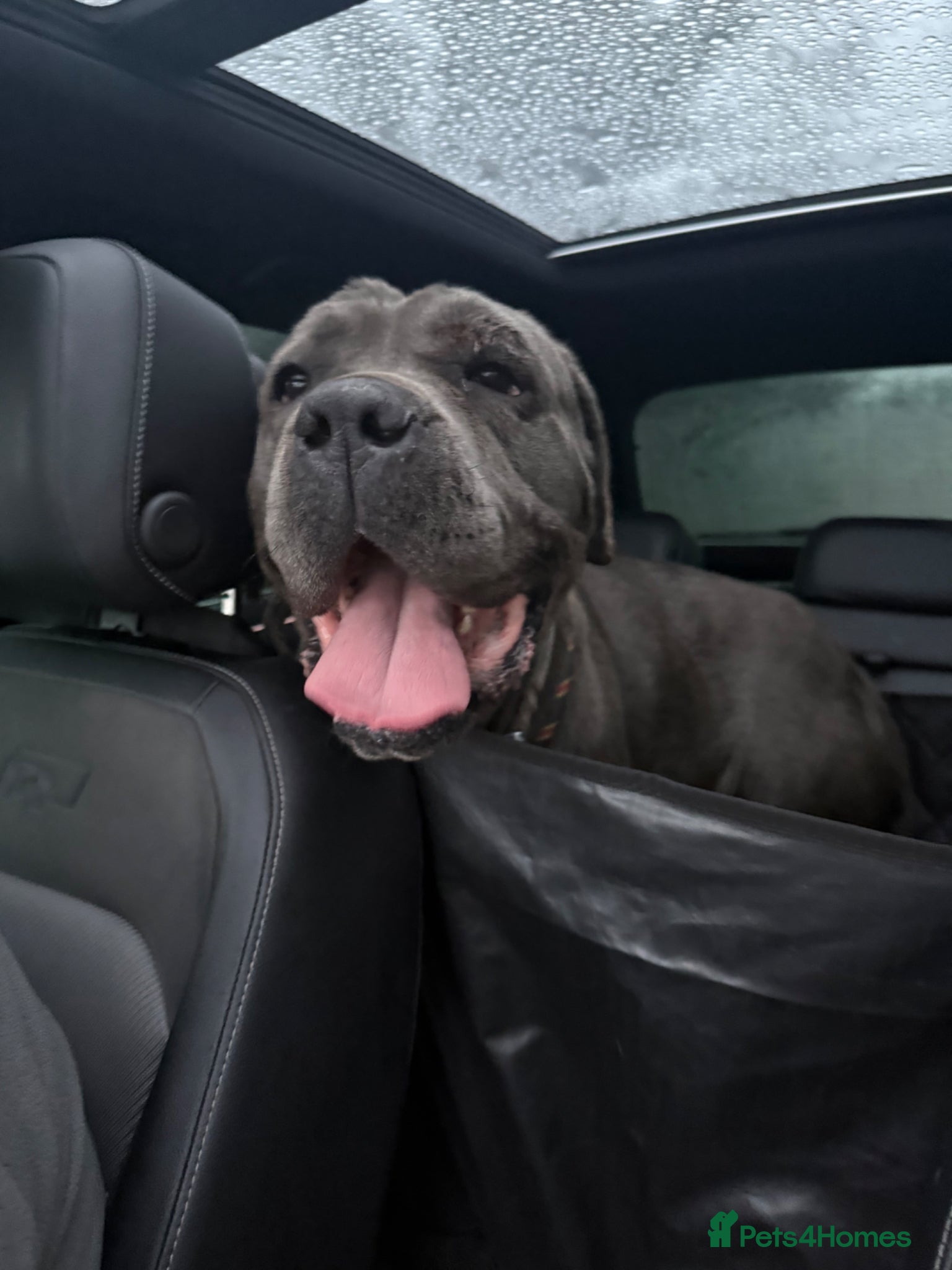 Cane corso — Cane Corso