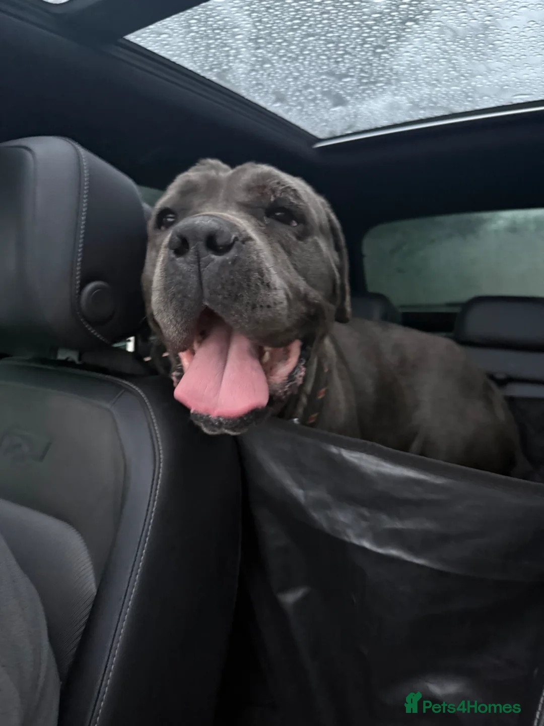 Cane Corso dogs for adoption: Cane corso looking for her forever home - Advert 4