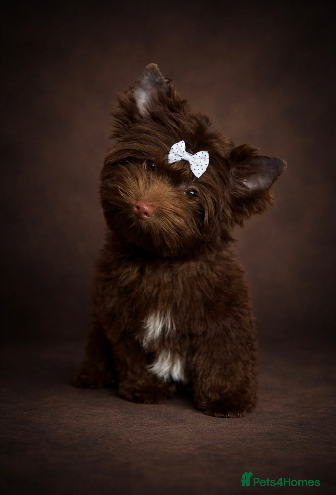 Yorkshire Terrier dogs Adorable Tiny Boys 🐾 Pedigree 🐾 - Advert 5