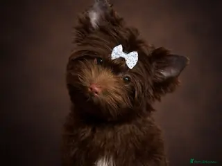 Yorkshire Terrier dogs Adorable Tiny Boys 🐾 Pedigree 🐾 - Advert 5