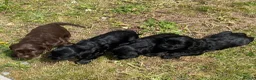 Cocker Spaniel dogs for sale: Full breed cocker spaniels puppies  - Advert 2
