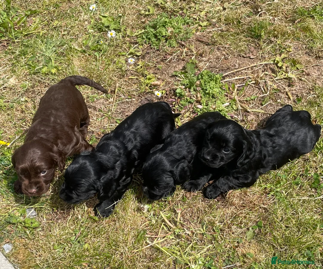 Cocker Spaniel dogs for sale: Full breed cocker spaniels puppies  - Advert 2
