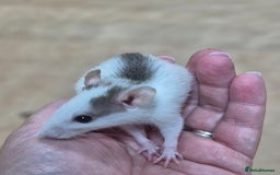 Rat rodents for sale: Male rats available - Image 8