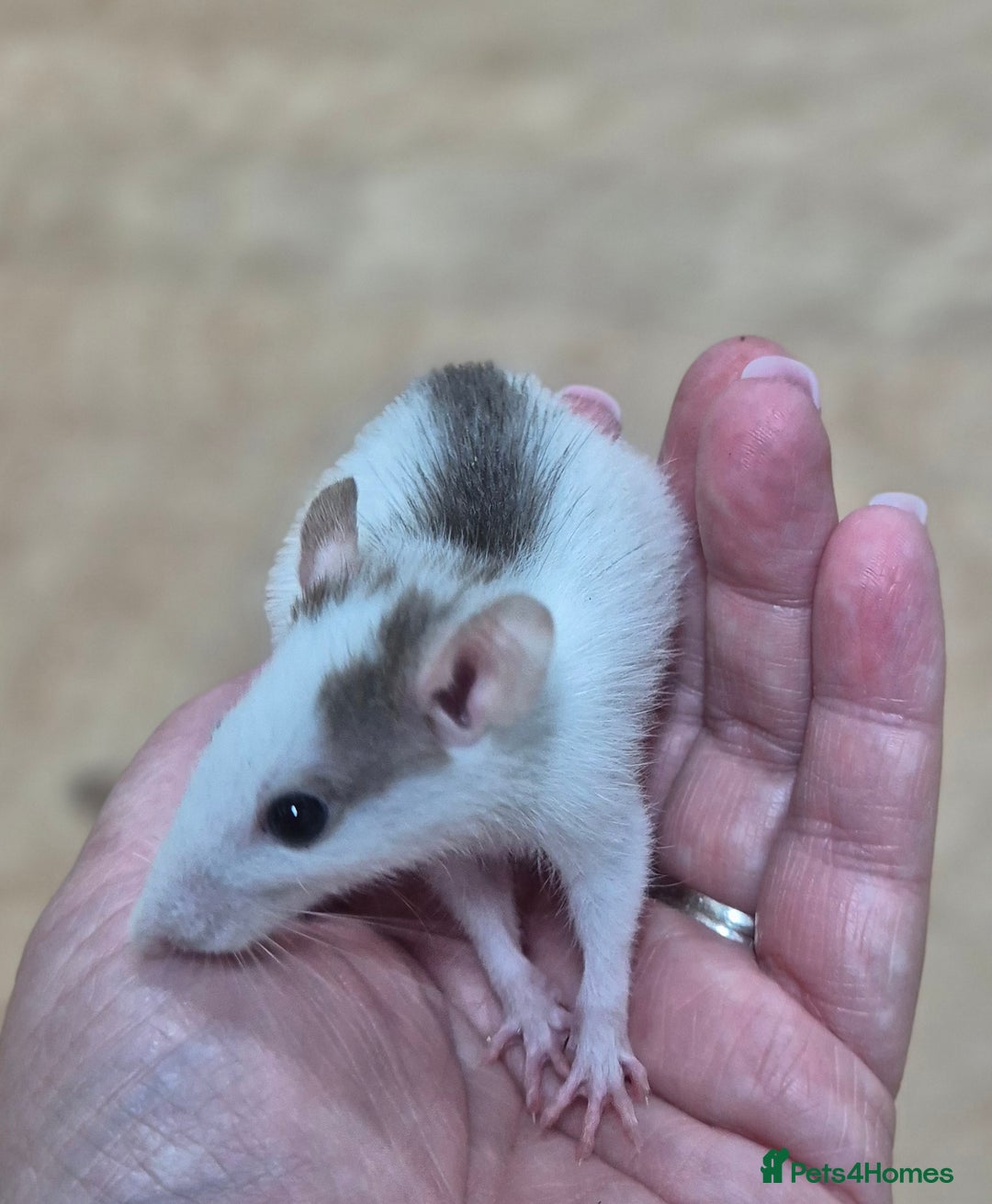 Rat rodents for sale: Male rats available - Image 8