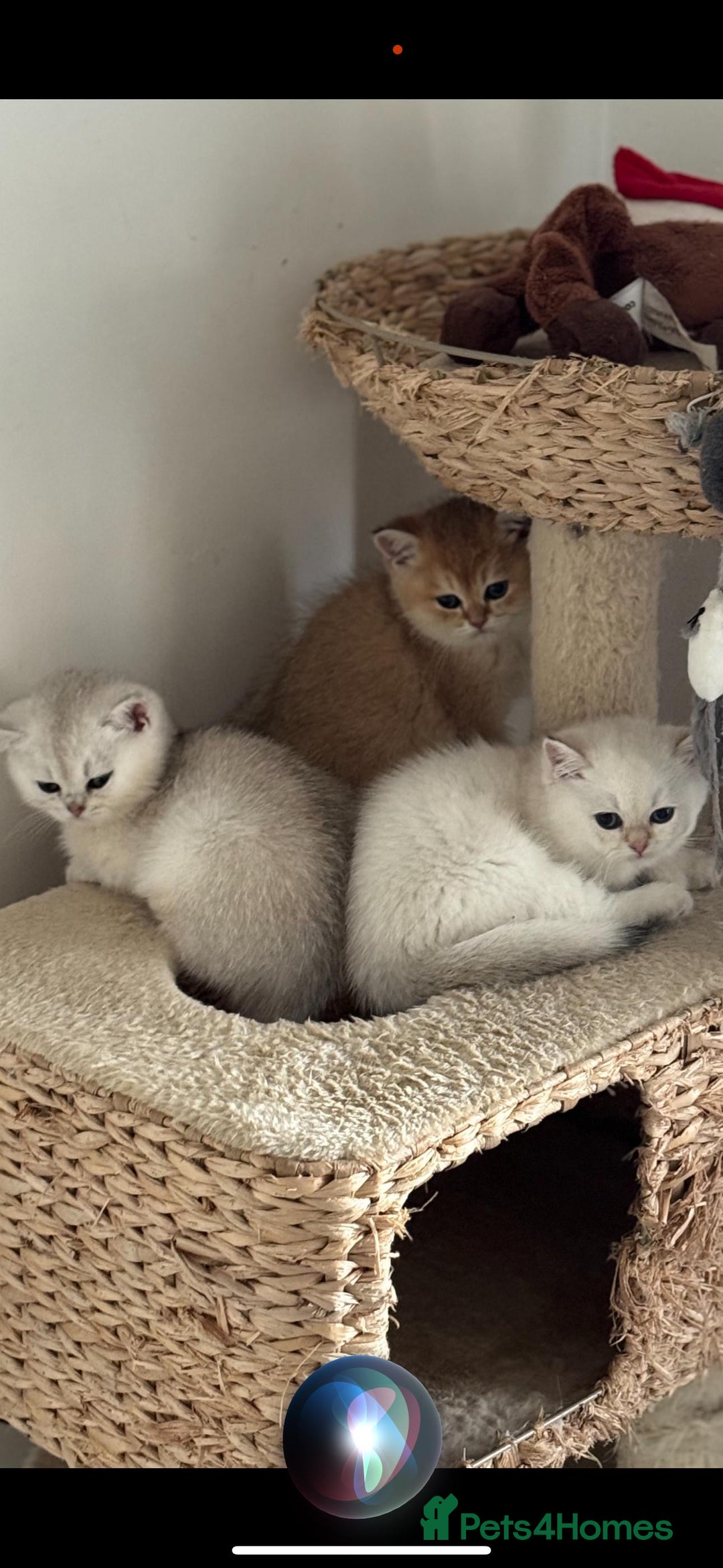 Scottish Fold cats for sale: Purebred Scottish kittens - Image 6