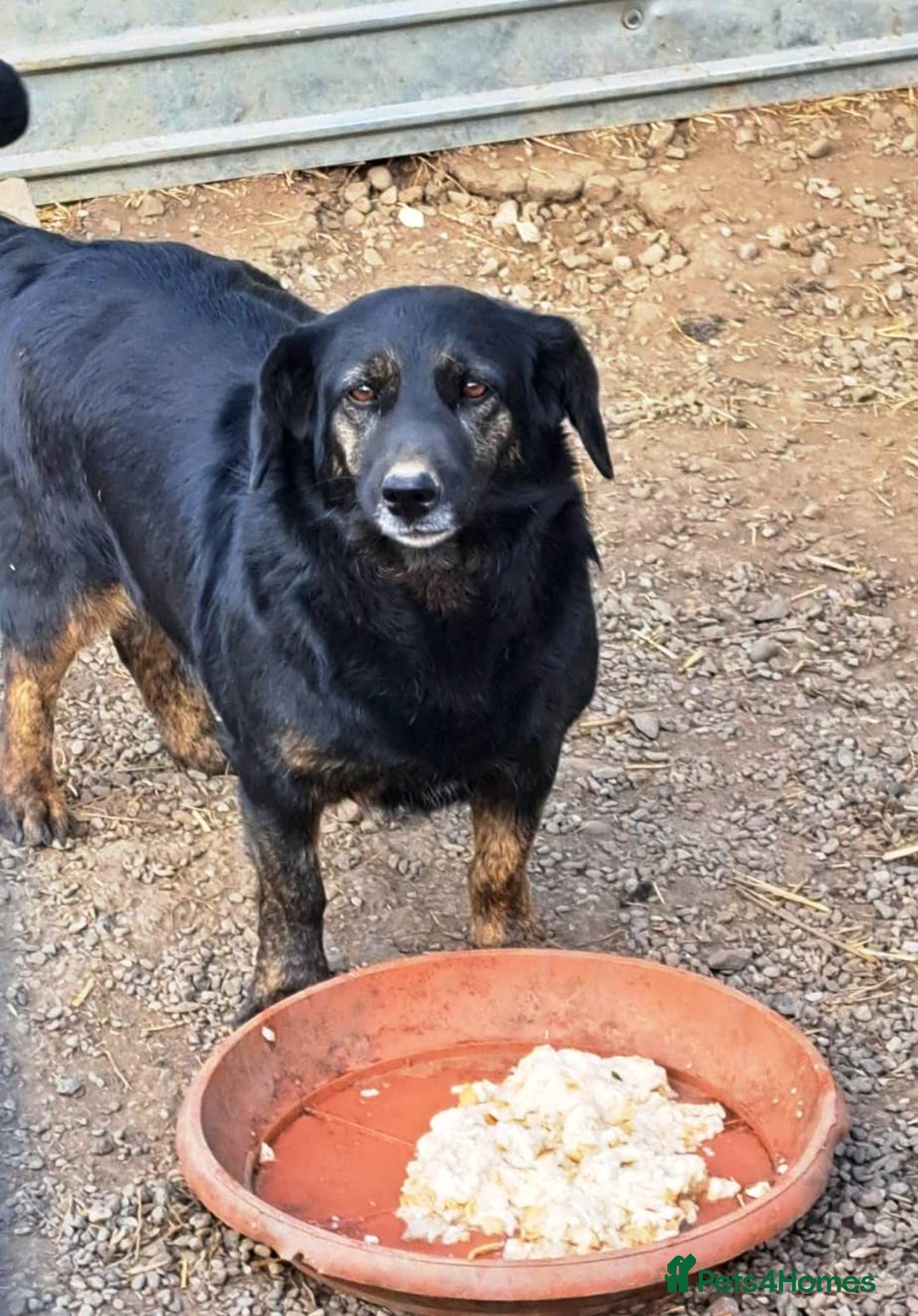 Mixed Breed dogs for adoption: Beautiful and Gentle LOLITA - for a Loving Home - Image 4