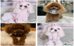 Maltipoo dogs for sale: ✨Luxury Teddy Face Korean/Asian Maltipoo Babies✨ - Image 3