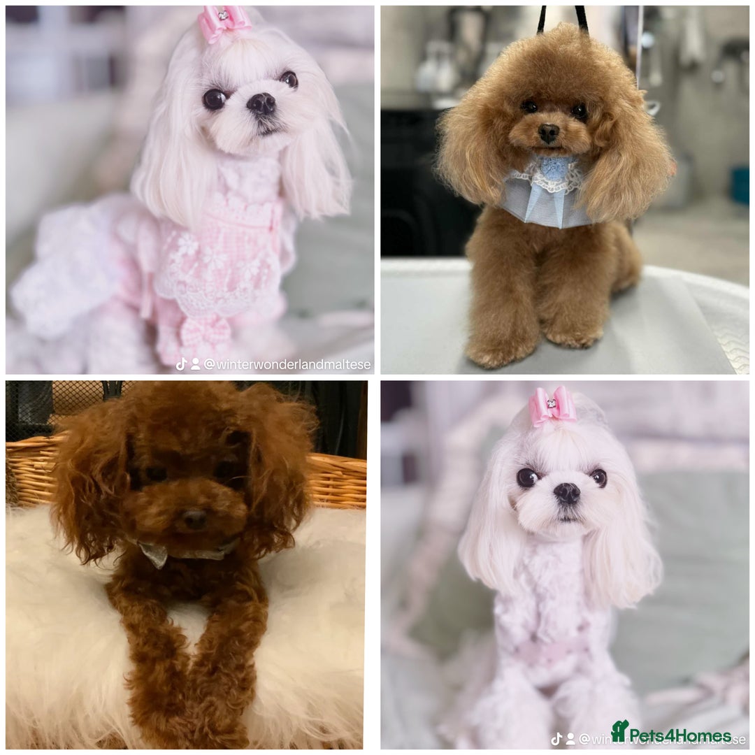 Maltipoo dogs for sale: ✨Luxury Teddy Face Korean/Asian Maltipoo Babies✨ - Image 3