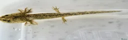 Axolotl reptiles for sale: Baby Axolotls  in Bathgate - Advert 2