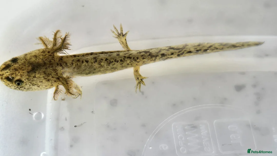 Axolotl reptiles for sale: Baby Axolotls  in Bathgate - Advert 2