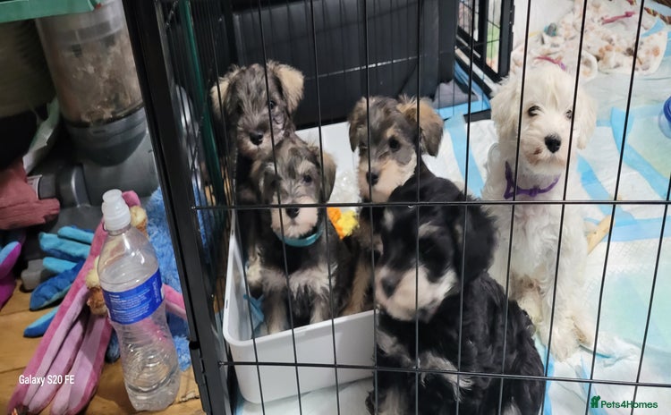 Mixed Breed dogs - Advert 2