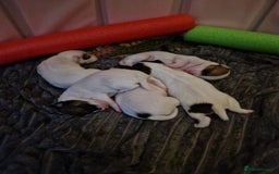 Mixed Breed dogs for sale: Jackchis - Advert 4